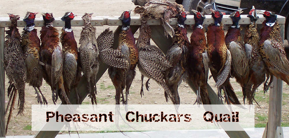 Pheasants Chuckers Quail